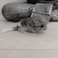 Chinchilla mâle angora #6