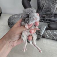 Chinchilla mâle angora #7