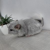 Chinchilla mâle mosaïque angora