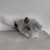 Chinchilla mâle mosaïque angora