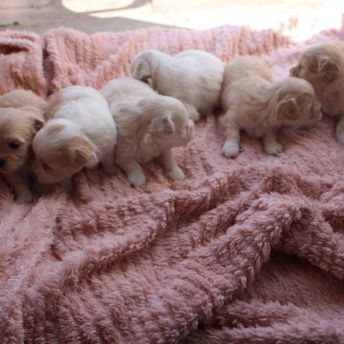 Vente chiot coton de tulear #1