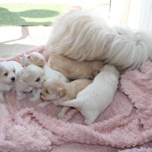 Vente chiot coton de tulear #2