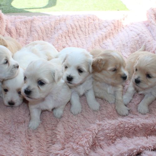 Vente chiot coton de tulear