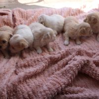 Vente chiot coton de tulear #1