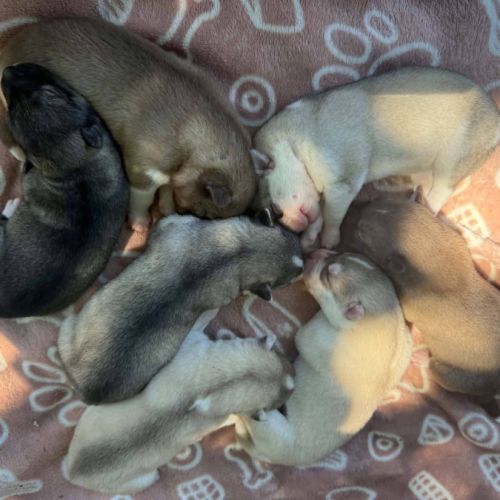 Chiots husky de sibérie lof #0