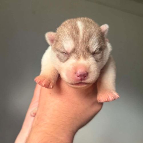 Chiots husky de sibérie lof #4