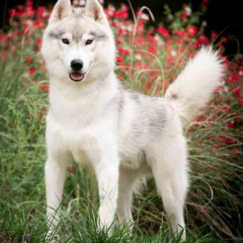 Chiots husky de sibérie lof #4
