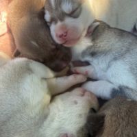 Chiots husky de sibérie lof #1