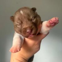 Chiots husky de sibérie lof