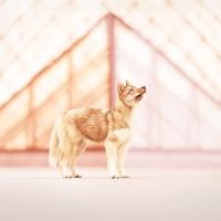 Chiots husky de sibérie lof #3