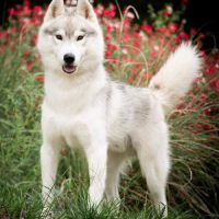Chiots husky de sibérie lof #4
