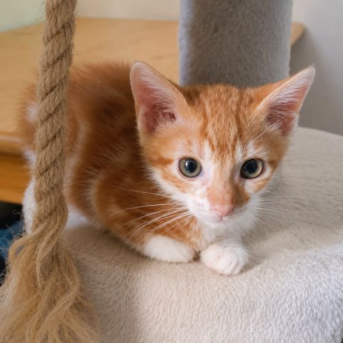 Chaton malabar #3
