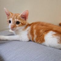 Chaton malabar