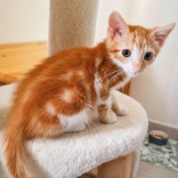 Chaton malabar #2