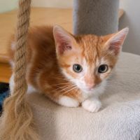Chaton malabar #3