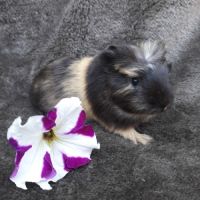 Cochon d'inde mâle #1