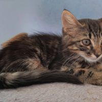 Bouba, adorable chaton à l'adoption #1