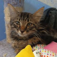 Bouba, adorable chaton à l'adoption