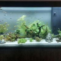 Poissons exotiques #2