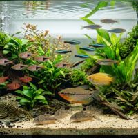 Poissons exotiques #0