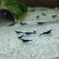 Neocaridina blue velvet #0