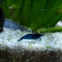 Neocaridina blue velvet #2