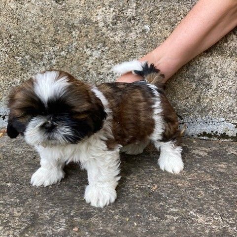 Vends chiots shih tzu #2