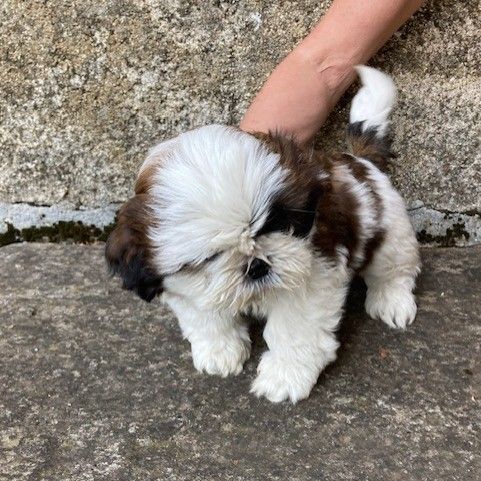 Vends chiots shih tzu #0