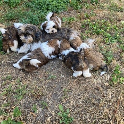 Vends chiots shih tzu #5
