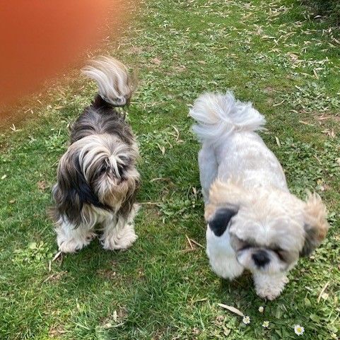 Vends chiots shih tzu #6