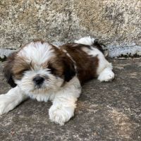 Vends chiots shih tzu #1