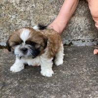 Vends chiots shih tzu #3