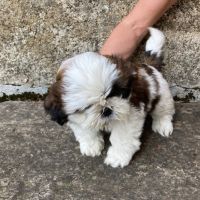 Vends chiots shih tzu