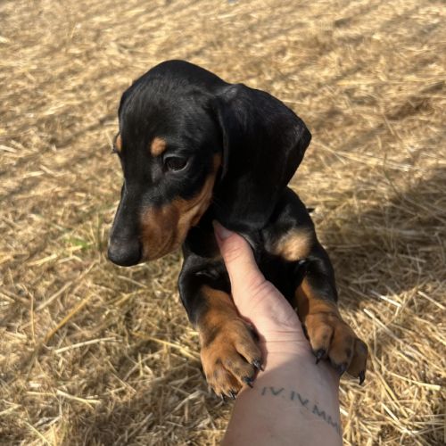 Chiots teckels mâles #2