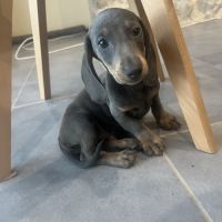 Chiots teckels mâles #1