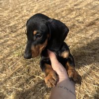 Chiots teckels mâles #2