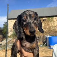Chiots teckels mâles