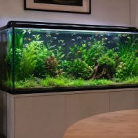 Guppys de couleurs