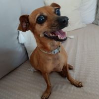 Roxy la mini coquine