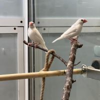 Couple de padda de java blanc epp #2