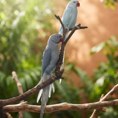 Couple de perruche à collier epp