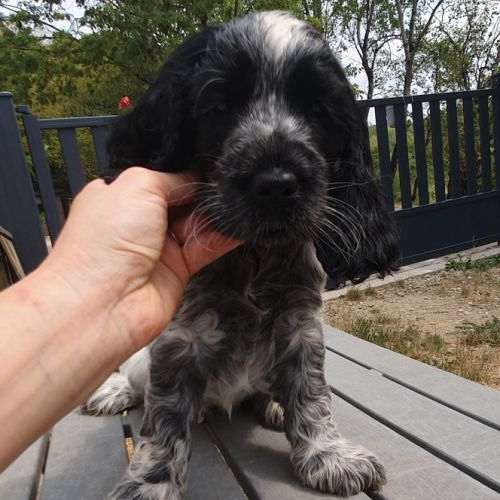 Chiots cockers anglais lof à réserver #1