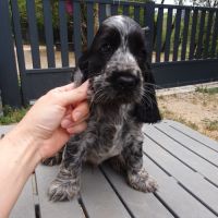 Chiot cockers anglais lof disponible de suite