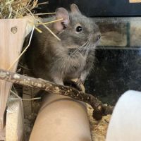 Dègue du chili (octodon degus) femelle gris bleuté