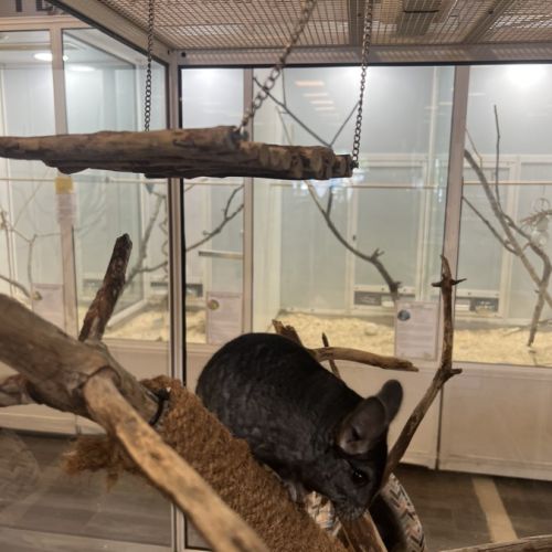 Chinchilla black velvet mâle #2