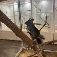 Chinchilla black velvet mâle #0
