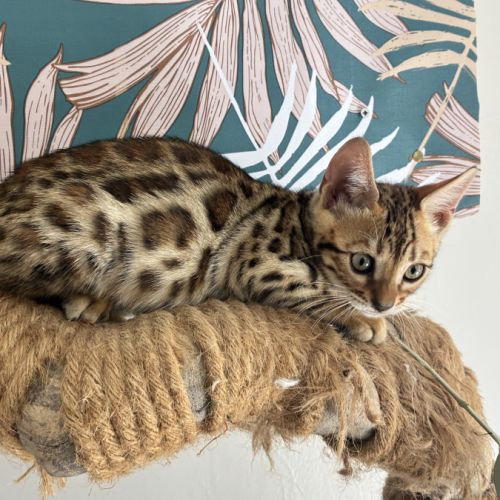 Chaton bengal loof #1