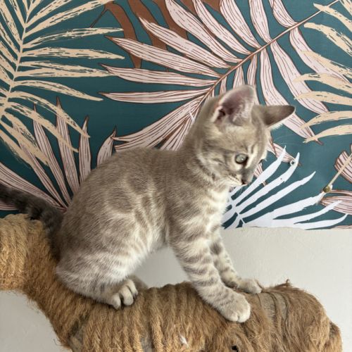 Chaton bengal loof #7