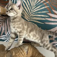 Chaton bengal loof #5