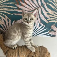 Chaton bengal loof #6